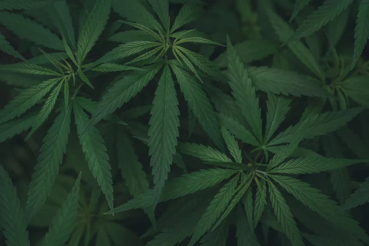 Ist CBD-Öl in Finnland legal?