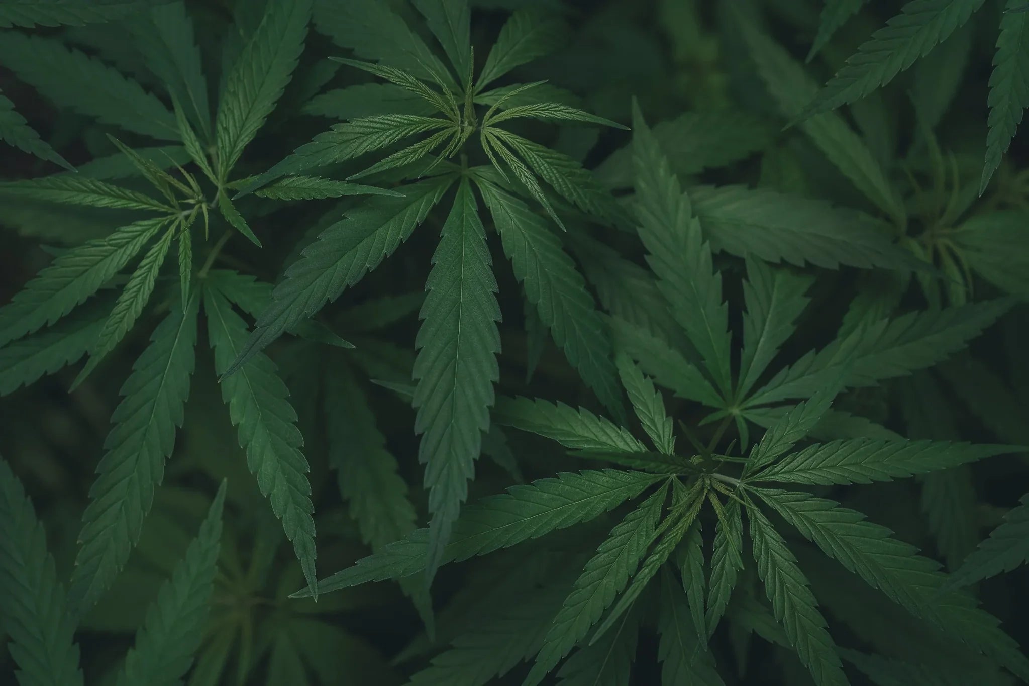 Kann CBD Öl Verspannungen lösen?
