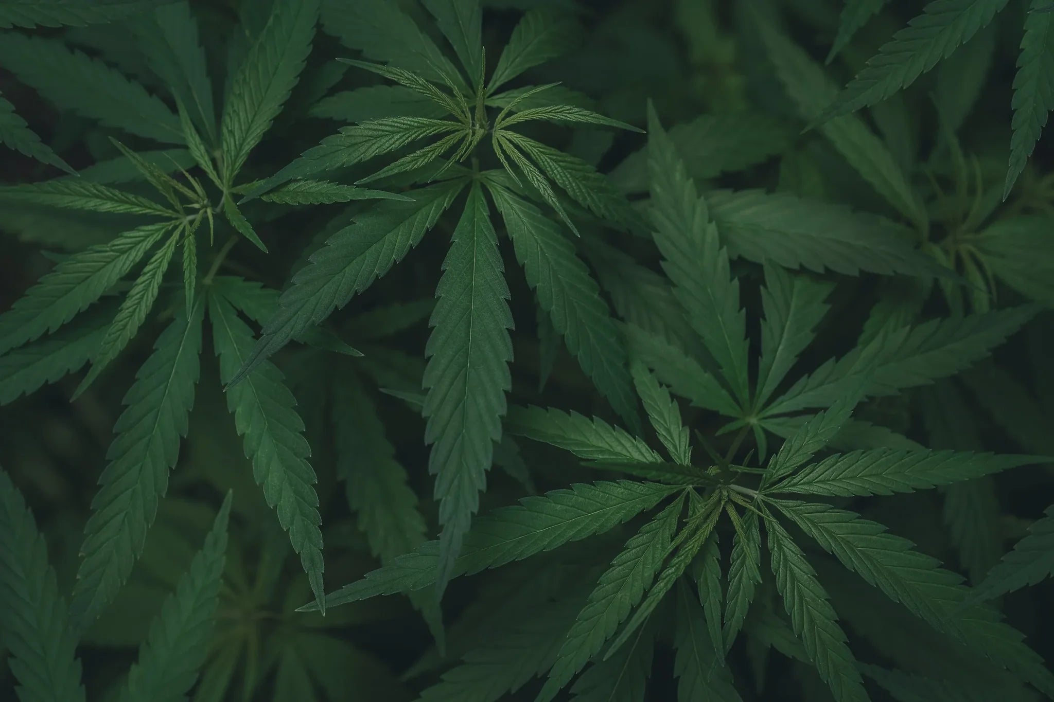 Alles über Cannabis in Schweden