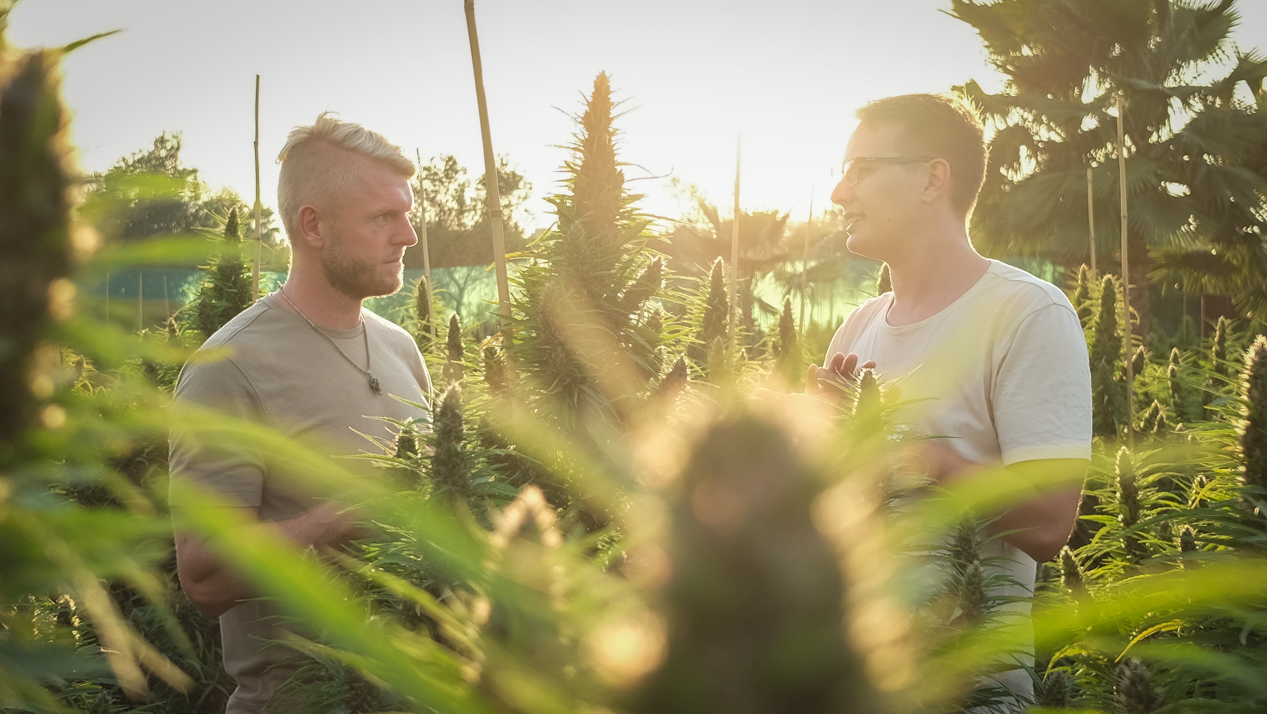 Jesper und Nicklas im Cannabisanbau von Raw Organics