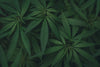 Bio-Vollspektrum-Cannabisprodukte